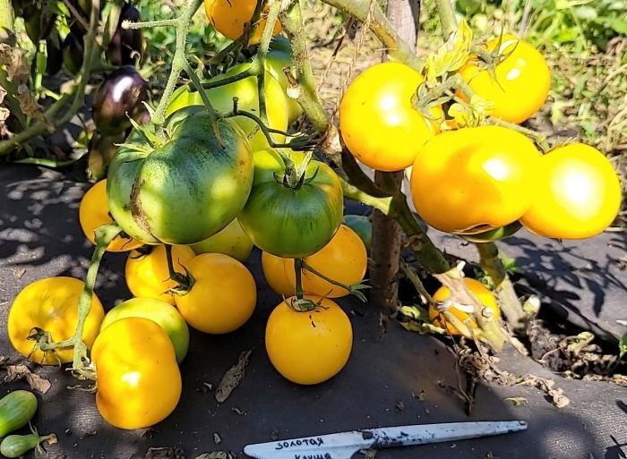 Томат Золотая клуша: компактный куст с яркими золотистыми плодами