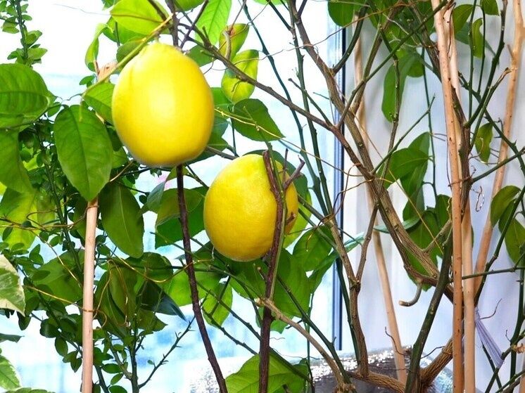 �������� ���������� ��� �� �����������: ��� �������� ������� ���������� ������������ ����� ������� ���