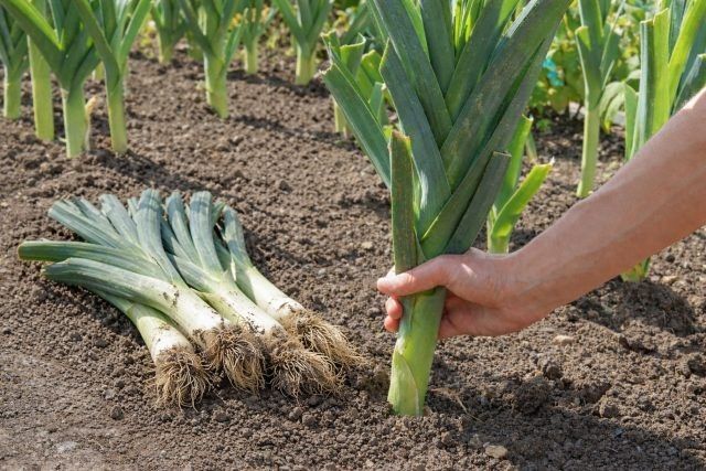Высокий порей на своей грядке: зачем выбирать сорта по характеру