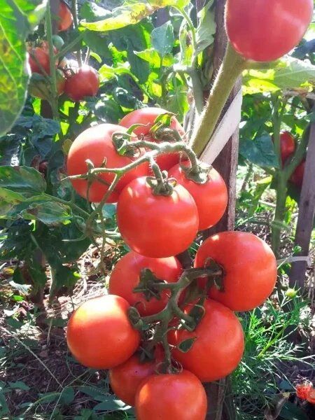 Томат Санек: ультраранний сорт с дружной отдачей урожая