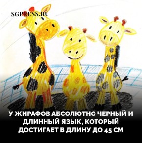 А вы знаете, что?... #сг_интересный_факт