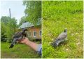 На волю выпустили спасенного в Самаре слетка вяхиря