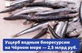 Вред, причинённый водным биоресурсам из-за крушения танкеров в Керченском проливе, оценили в 2,5 млрд рублей