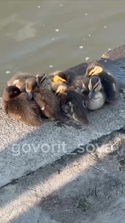  !.           ?