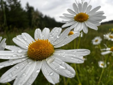  !. 9     +29...+34 C.       -, 5...10 /. :  