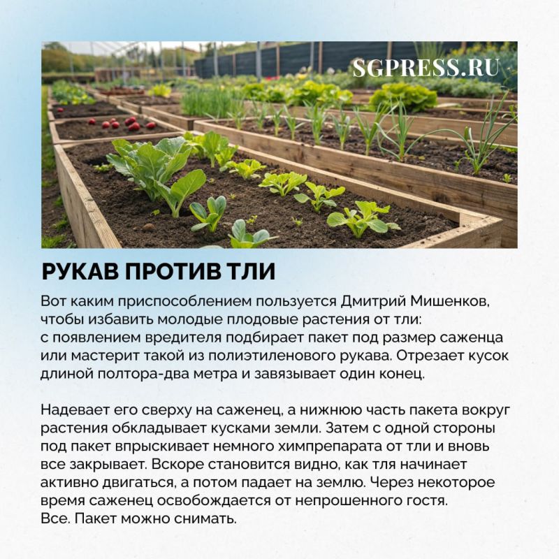 Тля в саду - не повод идти за сильной химией