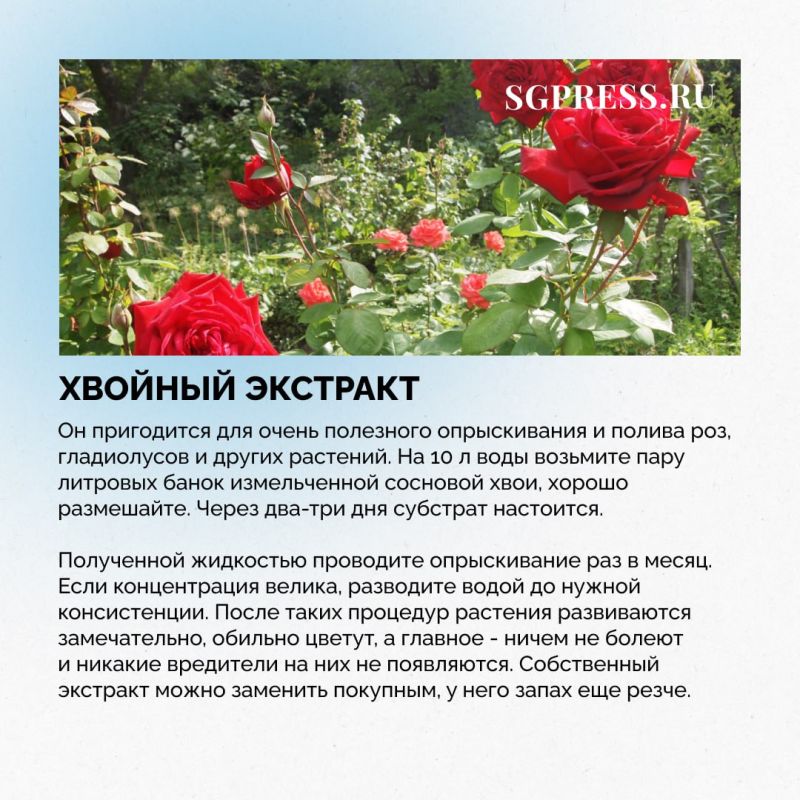 Тля в саду - не повод идти за сильной химией