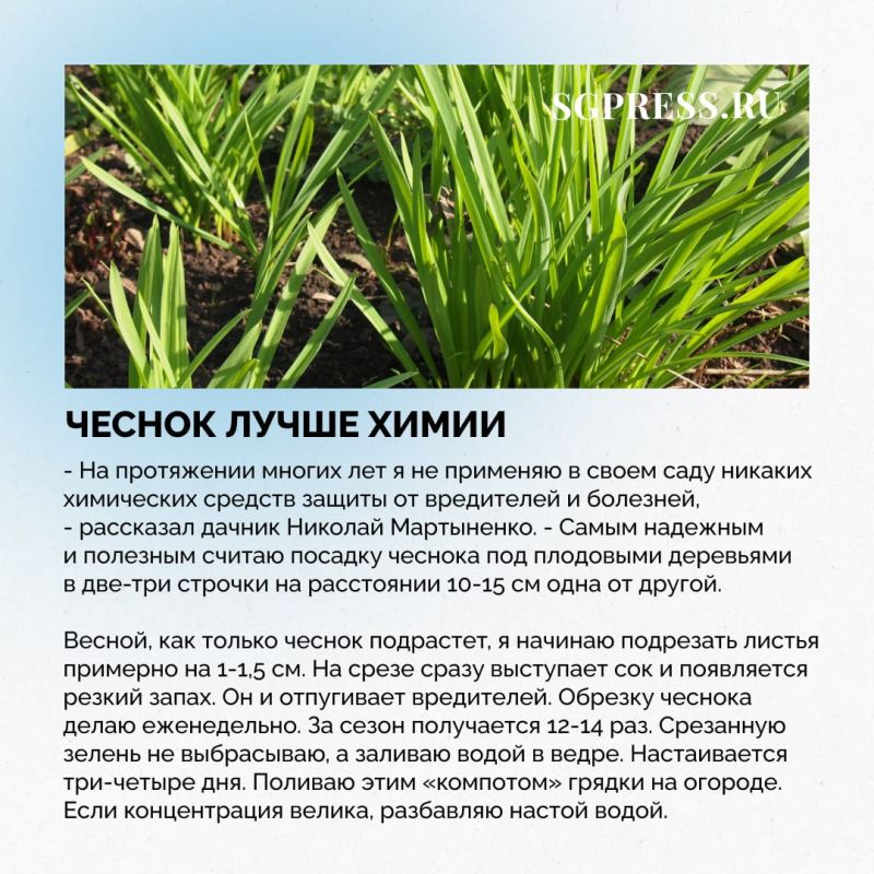 Тля в саду - не повод идти за сильной химией