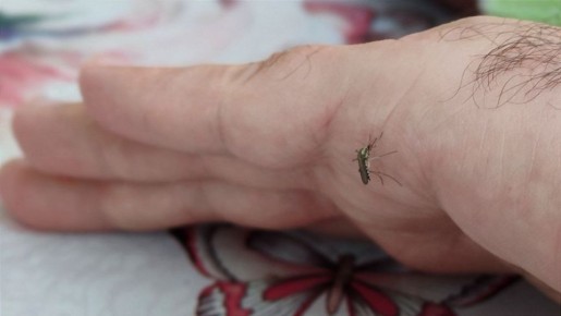 На Самарскую область надвигается кровожадная пищащая орда