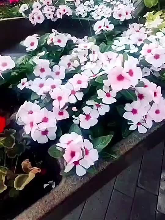   !.           -    