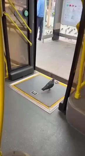      ( ),     