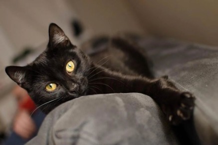    :  feline-   
