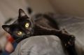    :  feline-   