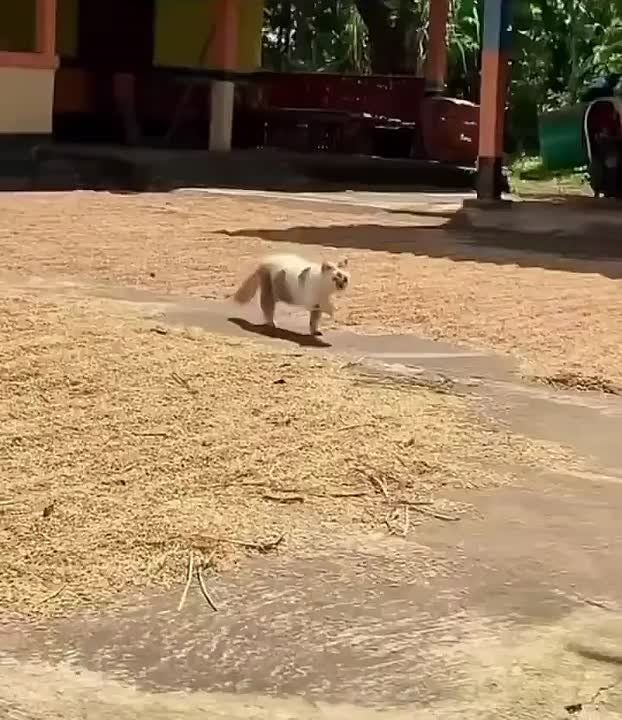      ,   ,          