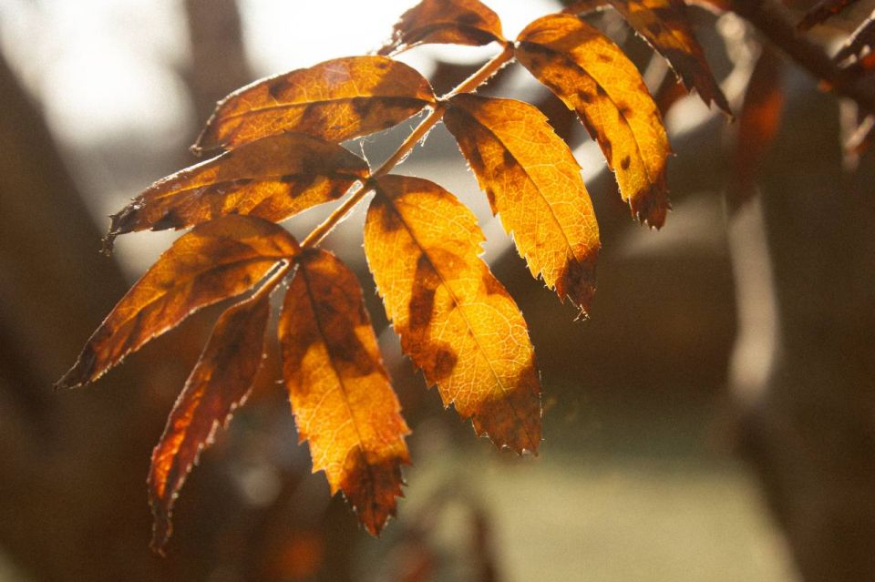  !. 1      +10...+15 C.    ,  