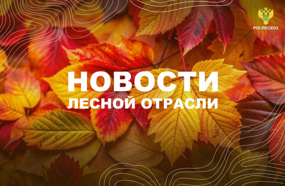 Первый Канал: «Приятно слышать»: Путину понравился доклад Патрушева о лесах