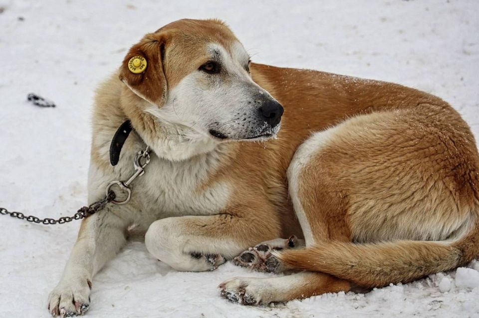 Более 3,3 тысяч бездомных собак отловлено с начала года в Самаре