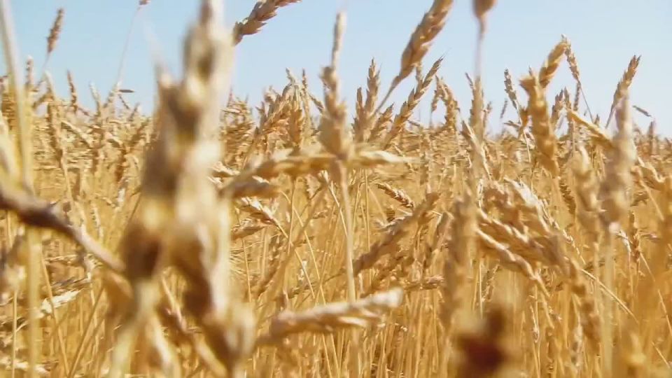 Вячеслав Федорищев поздравил тружеников и ветеранов агропромышленного комплекса Самарской области с профессиональным праздником