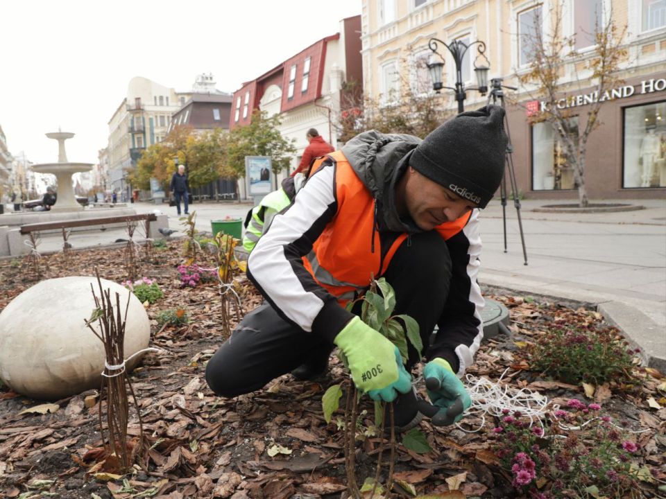 Иван Носков: Самарские цветоводы начали готовить клумбы к зимовке – обрезают цветы, вносят удобрение под зиму, проводят утепление, если это необходимо