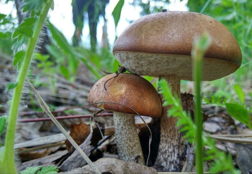 Грибной сезон в разгаре. Перед походом в лес: