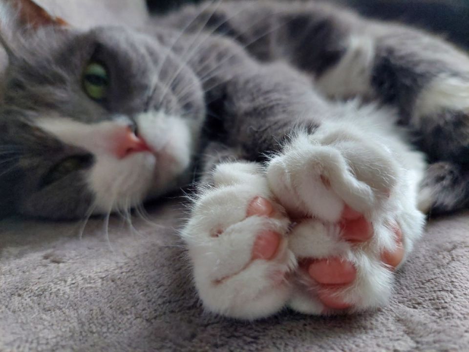 «Хвостики Самары». Давайте узнаем, кто у нас самый преданный и пушистый член семьи! : Танюшка Сазонова Делитесь в комментариях фотографиями своих домашних питомцев