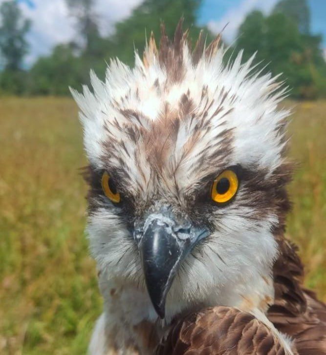 Скопа – обитатель Жигулёвского государственного заповедника