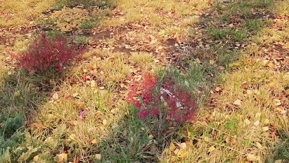 Любимое пространство юных новокуйбышевцев становится еще зеленее и уютнее!