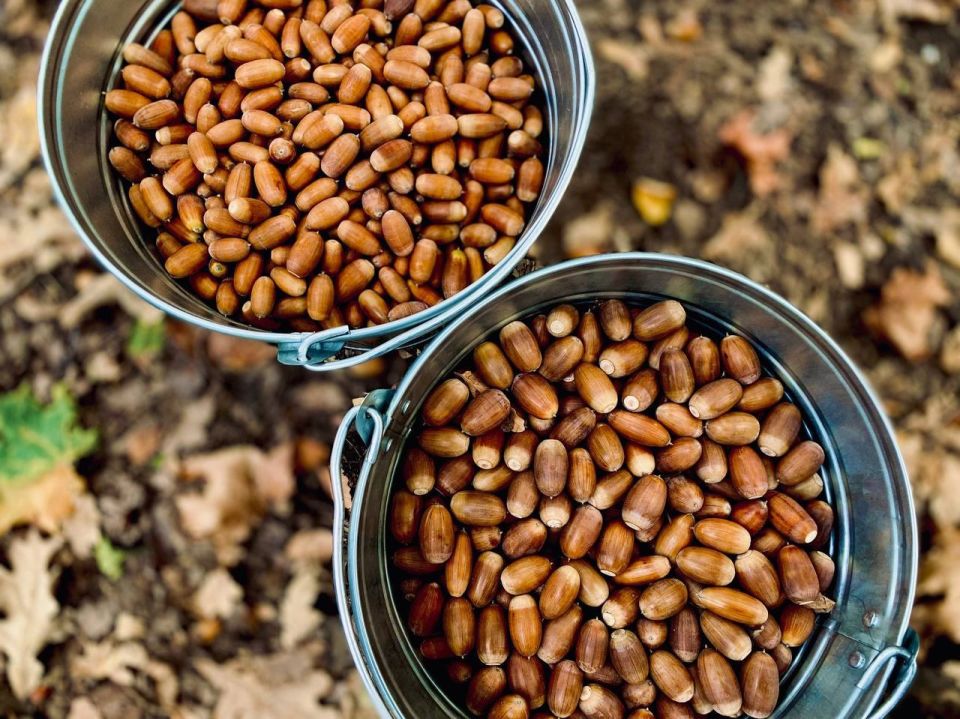 Самарские лесоводы заготовят более 7 тонн семян для будущих лесов