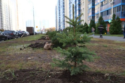 На Аллее дружбы народов высадили 28 новых саженцев