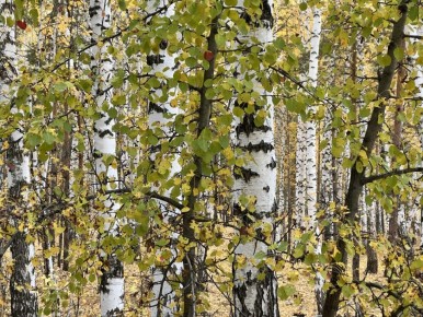 Доброе утро! 21 октября столбики термометров поднимутся до +6...+11 °C Синоптики прогнозируют облачную погоду, дождь, местами сильный