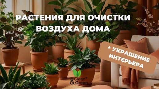 Зеленый щит для вашего дома: пять растений для чистого воздуха