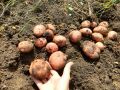 Картошка с паршой: как справиться с проблемой и найти идеальные сорта