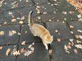 Котики в цвет осени. © Фото: телеканал ТОЛЬЯТТИ 24 Телеканал ТОЛЬЯТТИ 24 | Новости