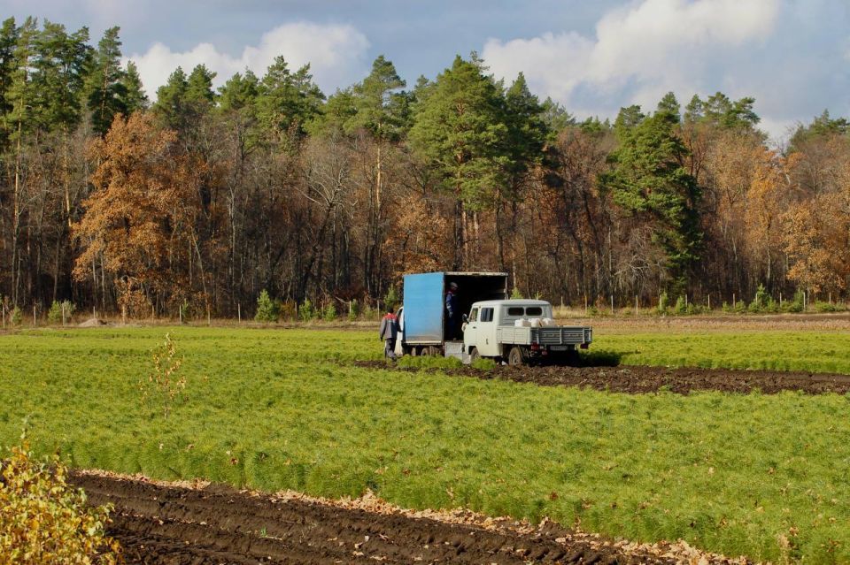 Последние партии сеянцев отправляются «во взрослую жизнь»