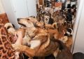 Соседи против собачьего приюта: как суд помог решить проблему с шумом и запахом