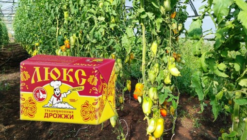 Дрожжи в саду: мифы и реальность