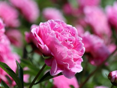 Как правильно подвязывать пионы: секреты floristic красоты