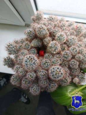 В Сызрани вступил в силу приговор местному жителю за незаконный сбыт наркотических средств