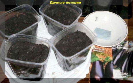 Выращивание баклажанов в открытом грунте: лучшие сорта и практические советы