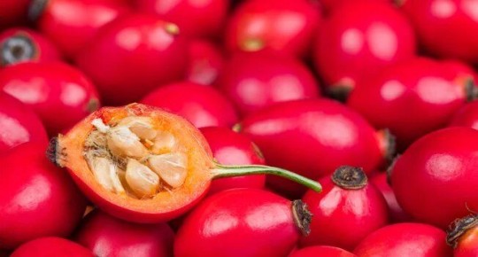 Шиповник: секреты здоровья и красоты в каждом плоде
