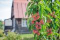 Сорта колонновидных яблонь: выбор для современного сада