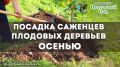 Осеннее волшебство: как правильно сажать плодовые деревья