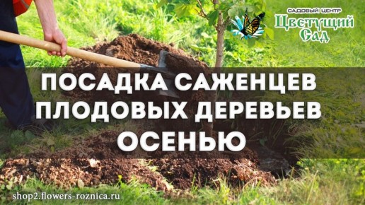 Осеннее волшебство: как правильно сажать плодовые деревья