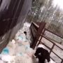 Человек дружит с собаками уже несколько тысяч лет