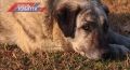 Что делать, если вас укусило дикое животное