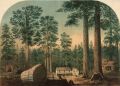 Как человечество зарабатывает на коре деревьев: история, факты и последствия