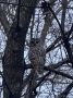 Интересная жизнь замечена в нашем Баныкинском лесу: белки повсюду прячут свои запасы