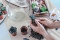 Когда нужно обновить флорариум с суккулентами