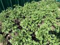 Эко-способы защиты картофеля: как избежать колорадского жука без химикатов