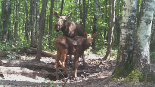 Жигулёвский государственный заповедник показал летние хроники из жизни лосиного семейства